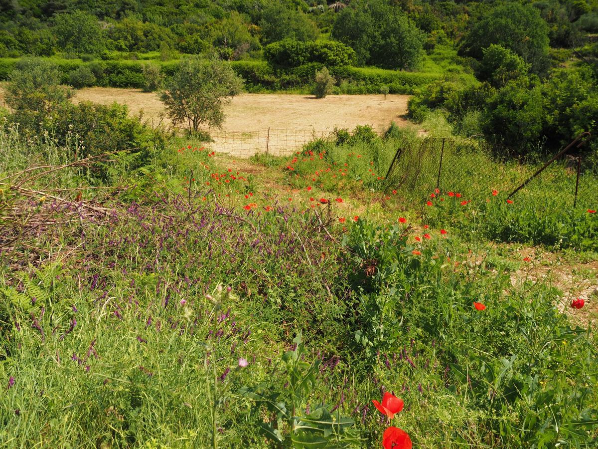 Villa Franka Lopud Dış mekan fotoğraf